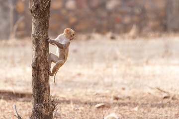 Ein kleiner Langur kurz vor dem Absprung von einem Baum
