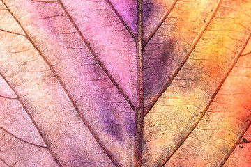 Obraz premium Beatuful abstract autumn leaf veins painted in vibrant splashes of colour close up leaves
