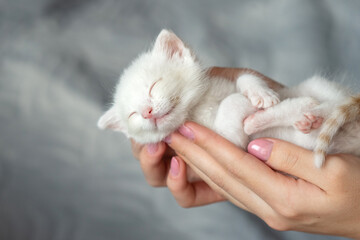 Adorable sleeping white kitten cradled in hands on soft gray background. National Cat DNA Day