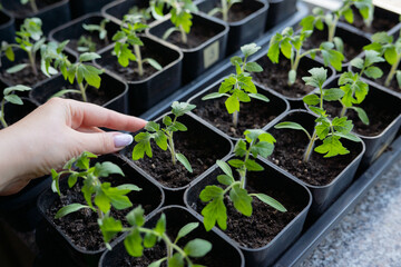 Naked Gardening Day. Hand tending young tomato seedlings in black pots on a sunny windowsill