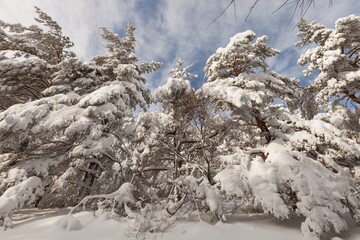Winter forest against mountains with snowy trees