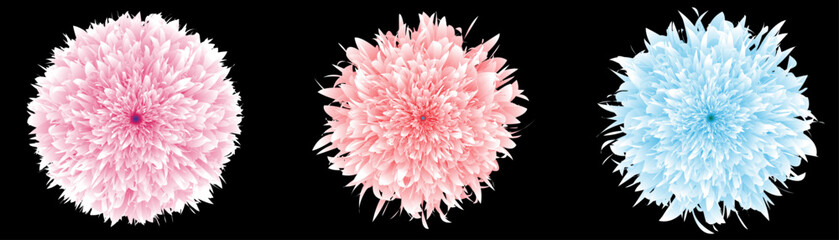 Pastel Chrysanthemum Flower Trio Vector on Black Background