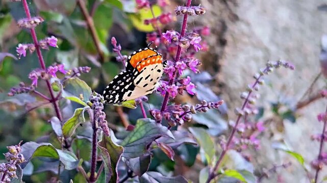 A Red Pierrot butterfly (Talicada nyseus) rests on the purple flowers of a basil herb plant (tulsi). The butterfly has striking orange, black, and white patterns.
