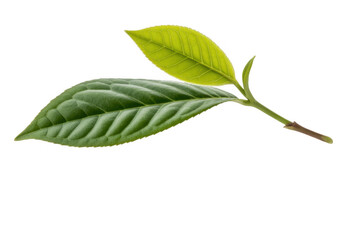 Obraz premium Two green tea leaves on a stem isolated on a transparent background