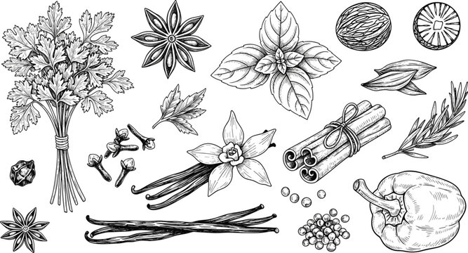 Vintage Engraving Style Vector Collection of Herbs and Spices, Including Parsley, Vanilla, Cinnamon Sticks, Star Anise, and Pepper for Cooking and Food Design.
