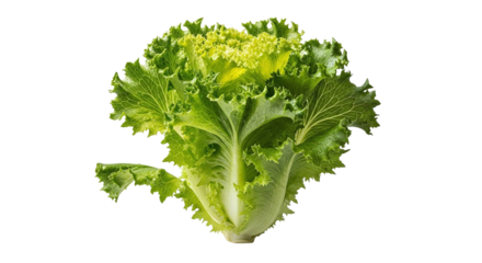 A single, fresh head of vibrant green mustard greens, a healthy and nutritious leafy vegetable, perfectly isolated on a clean transparent background, ready for culinary use
