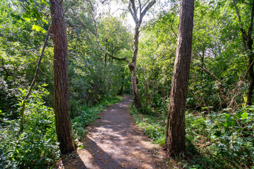 Fototapeta premium Durrockstock Park, Paisley. Scotland, UK. A Local Nature Reserve which is a refuge for wildlife. An old reservoir provides a variety of habitats for birds and amphibians. A former industrial area. 
