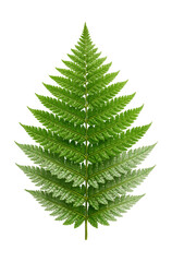 Obraz premium Lophosoria quadripinnata leaf featuring a quadripinnate design and silver underside.