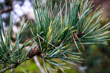 Christmas, Christmas tree, decorations, atmosphere, smell, forest