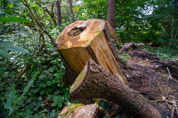 Durrockstock Park, Paisley. Scotland, UK. A Local Nature Reserve which is a refuge for wildlife. An old reservoir provides a variety of habitats for birds and amphibians. A former industrial area. 