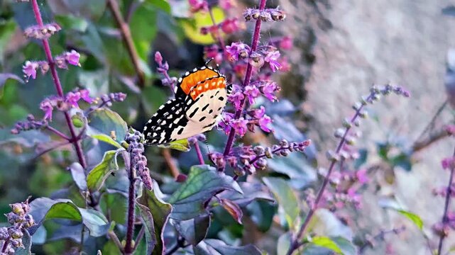 A common sight across the Indian subcontinent is the Red Pierrot, a butterfly with unique orange and black wing patterns. It is often seen perching on nectar-rich plants like the aromatic tulsi plant.