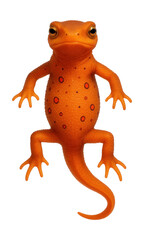 Eastern newt in terrestrial eft stage featuring vibrant orange skin.