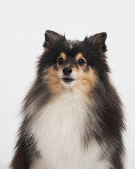 Obraz premium A long-haired sheltie turns its head to the side. Its alert face and symmetrical features are clearly visible.