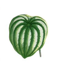 Colorful leaf illustration isolated on white background