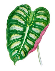 Colorful leaf illustration isolated on white background