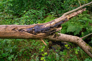 Durrockstock Park, Paisley. Scotland, UK. A Local Nature Reserve which is a refuge for wildlife. An old reservoir provides a variety of habitats for birds and amphibians. A former industrial area. 