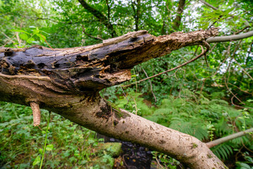 Durrockstock Park, Paisley. Scotland, UK. A Local Nature Reserve which is a refuge for wildlife. An old reservoir provides a variety of habitats for birds and amphibians. A former industrial area. 