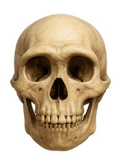 Homo habilis skull featuring a rounded shape and less pronounced jaw.