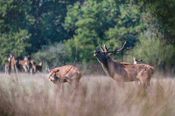 Red deer stag of Scotland roaring near a hind and its fawn with a herd in background in a plain in a park. Cervus elaphus, Sologne, Loiret 45, région Centre Val de Loire, France, Europe
