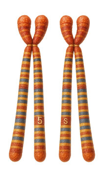 Acrocentric chromosome 5 pair with elongated q arms.