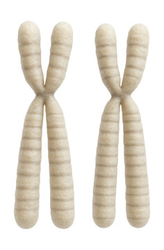 Chromosome 22 pair with a small acrocentric shape and subtle banding.