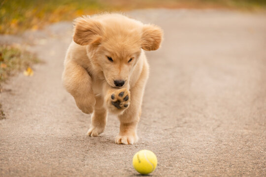 A golden retriever puppy jumps toward a yellow tennis ball on a quiet path. The image captures playful energy in a warm autumn setting. - Powered by Adobe