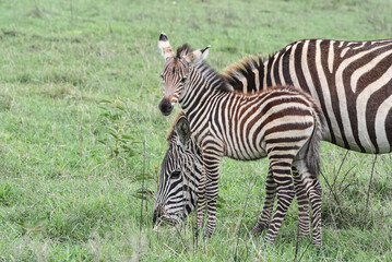 Zebra foal standing beside its mother in the savannah.
