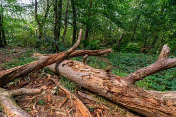 Durrockstock Park, Paisley. Scotland, UK. A Local Nature Reserve which is a refuge for wildlife. An old reservoir provides a variety of habitats for birds and amphibians. A former industrial area. 