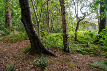 Durrockstock Park, Paisley. Scotland, UK. A Local Nature Reserve which is a refuge for wildlife. An old reservoir provides a variety of habitats for birds and amphibians. A former industrial area. 