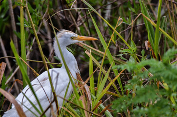 A lone cattle egret in breeding plumage (Bubulcus ibis) lurking in reeds. Foreground/background soft focus. Merritt Island National Wildlife Refuge, Titusville, Florida, USA. Landscape orientation.