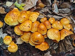 Group of yellow brown scaly caps growing on fallen log among dry leaves