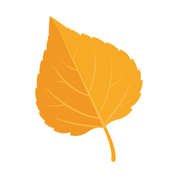 Yellow Aspen Leaf Vector Illustration, Autumn Aspen Leaf Botanical Design, Golden Aspen Leaf Flat Foliage Graphic