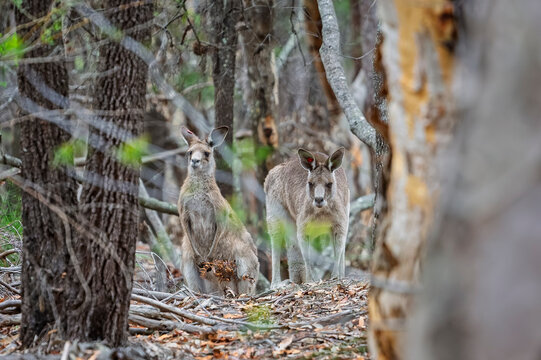 Pair of wild kangeroos staring into camera in midst of woodland thicket in Ku-ring-gai park, NSW, Australia
