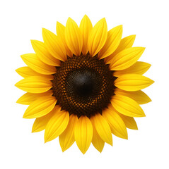 Fototapeta premium Hybrid sunflower featuring large yellow petals and a striking dark brown center.