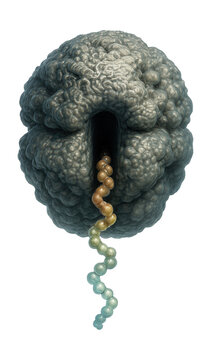 Ribosomal exit tunnel showing a visible nascent polypeptide chain.