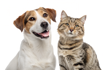 A calm and charming portrait of a dog and cat sitting closely side by side and looking forward. Their peaceful expressions create a feeling of comfort, security, and trust. Ideal for veterinary brandi