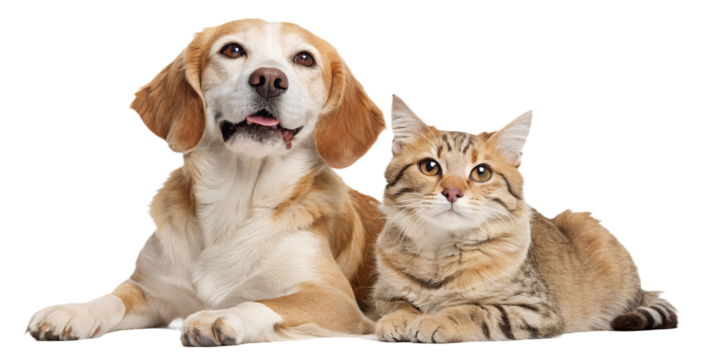 A calm and charming portrait of a dog and cat sitting closely side by side and looking forward. Their peaceful expressions create a feeling of comfort, security, and trust. Ideal for veterinary brandi