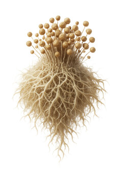 Fungus that decomposes organic matter with a network of hyphae and spores.