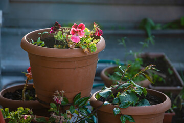 Gardening design appearance of potted flowers