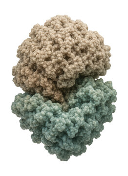 Cryo-electron microscopy image showing ribosome subunit structure.