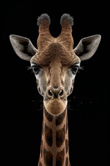 Front View Giraffe Portrait – Detailed Realistic Wildlife Illustration on Black Background