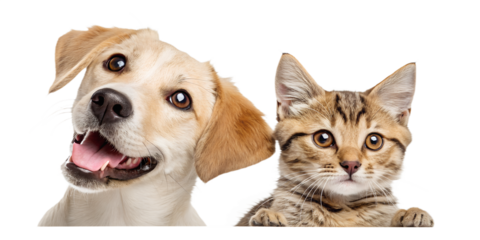 A playful dog and curious cat peeking from the side, appearing as if they are looking at the viewer. The cute and humorous composition brings joy and friendliness, perfect for children’s designs, pet 