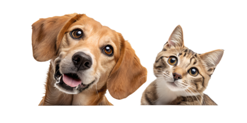 A playful dog and curious cat peeking from the side, appearing as if they are looking at the viewer. The cute and humorous composition brings joy and friendliness, perfect for children’s designs, pet 