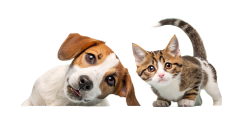A playful dog and curious cat peeking from the side, appearing as if they are looking at the viewer. The cute and humorous composition brings joy and friendliness, perfect for children’s designs, pet 