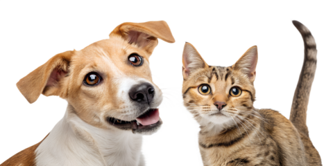 A playful dog and curious cat peeking from the side, appearing as if they are looking at the viewer. The cute and humorous composition brings joy and friendliness, perfect for children’s designs, pet 