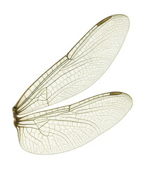 Transparent dragonfly wing featuring distinct venation patterns.