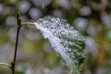 snow on the leaves