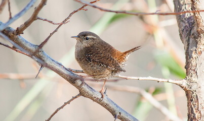 robin on a branch
