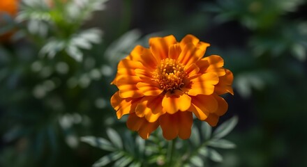 A close up shot of an orange marigold flower in bloom with green foliage in the blurred background ai generated