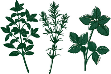 Collection of three dark green culinary herb sprigs, likely thyme, rosemary, and mint, depicted in a stylized, handdrawn illustration style